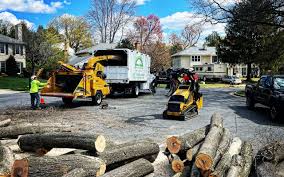 Best Hazardous Tree Removal  in Whitefish Bay, WI