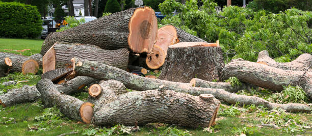 Best Residential Tree Removal  in Whitefish Bay, WI