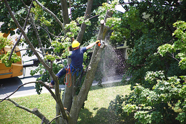 Best Weed Control  in Whitefish Bay, WI